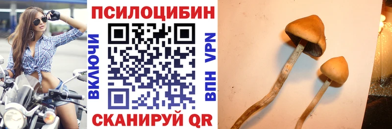 Псилоцибиновые грибы Psilocybe  Купить закладки  Щёлкино 